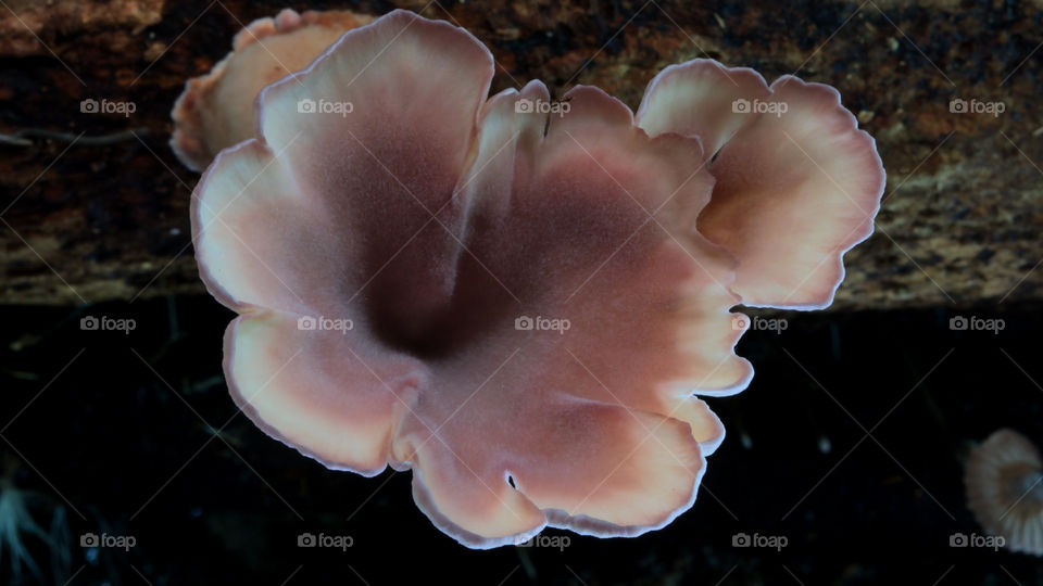 Funghi della foresta