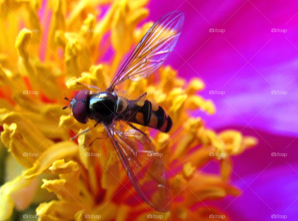 pollinating