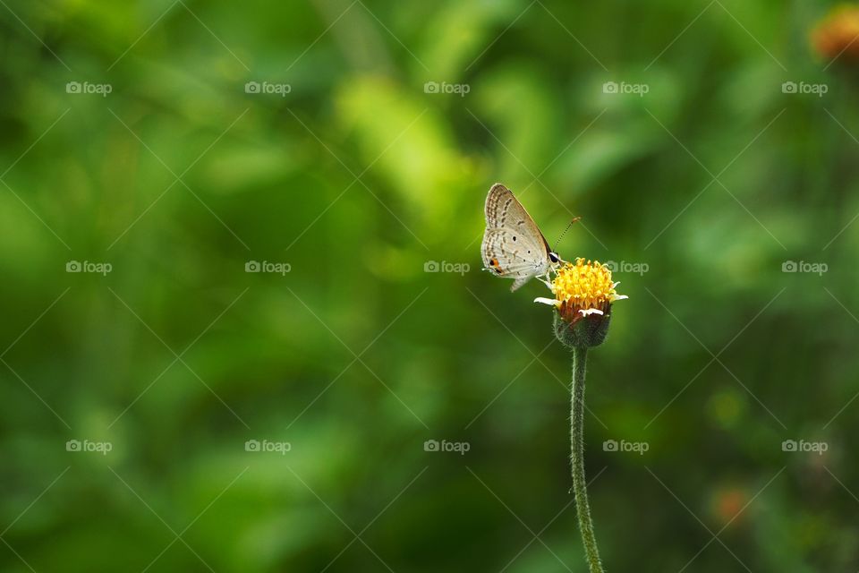butterfly on flower