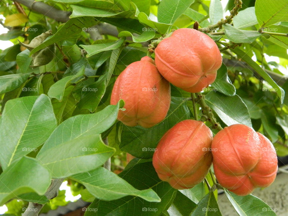 Ackee on Tree