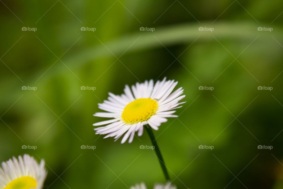 Chamomile tender against a green bokeh