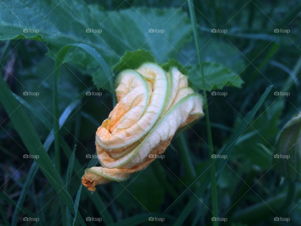 Flower unfolding 