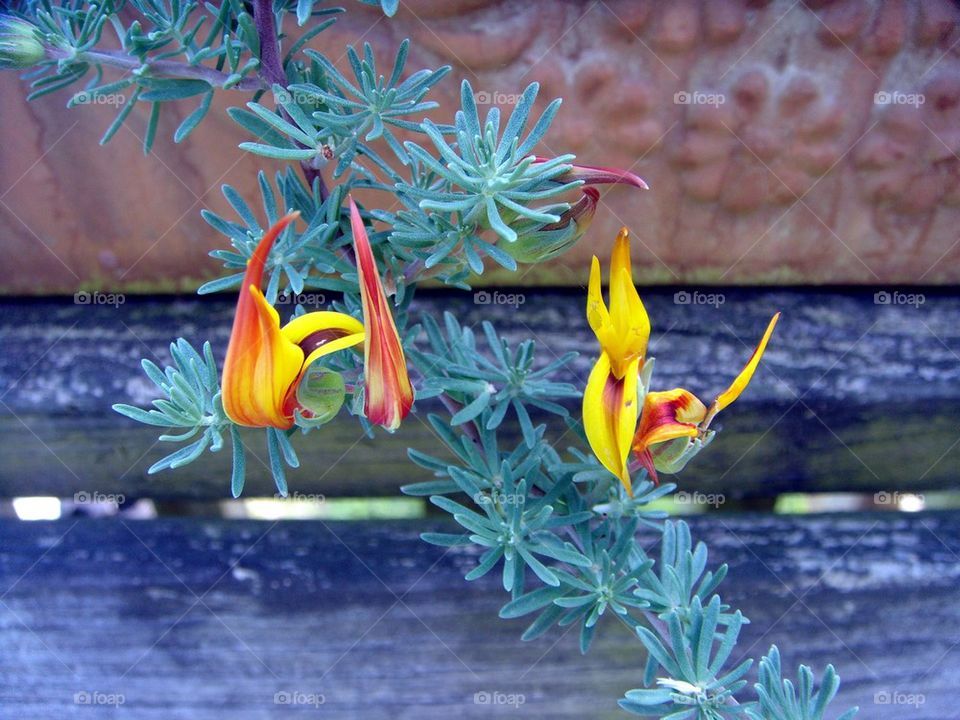 Closed-up of a succulent plant