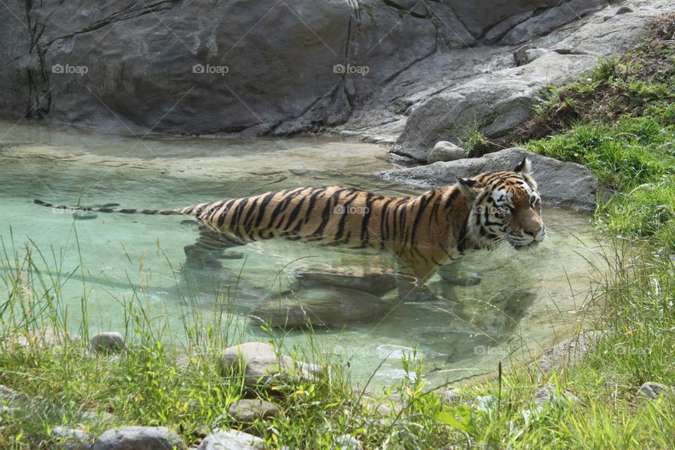 Tiger in a pool
