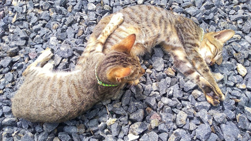 Two cute kittens are lying on a small pile of stones