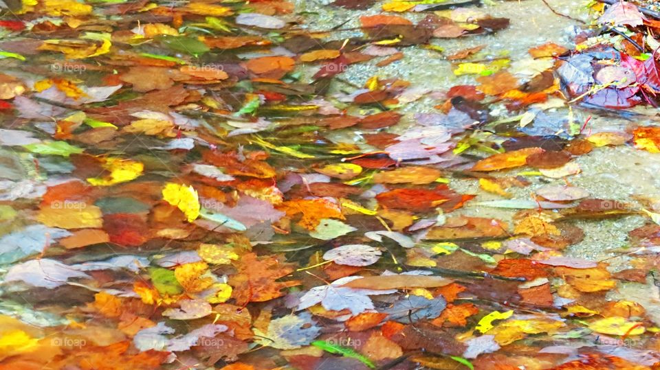 Fall leaves on waters edge