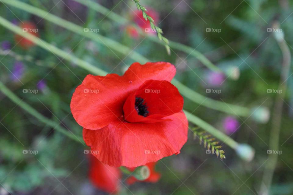 Red Poppy