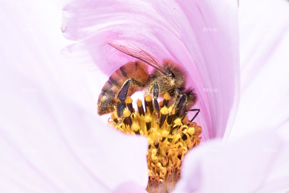Closeup of one hard working bee pollinating a beautiful purple flower in the spring 