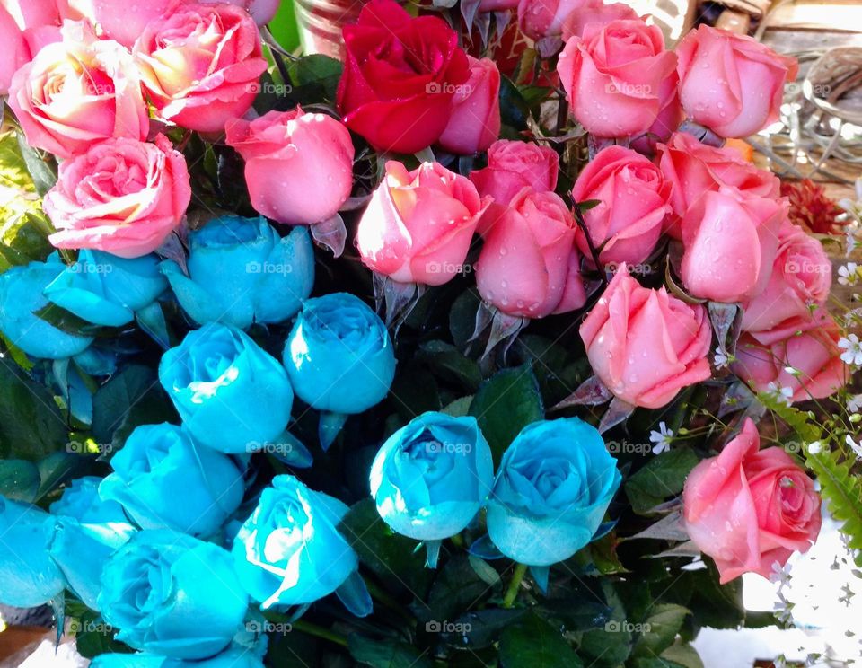 colored roses