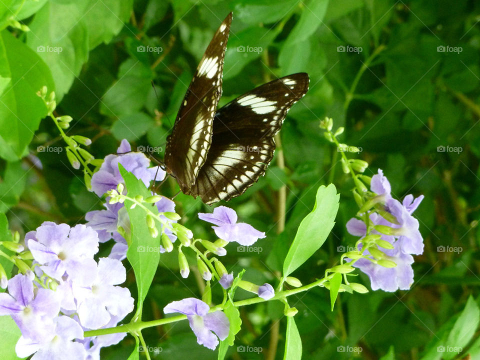 Gathering some nectar!