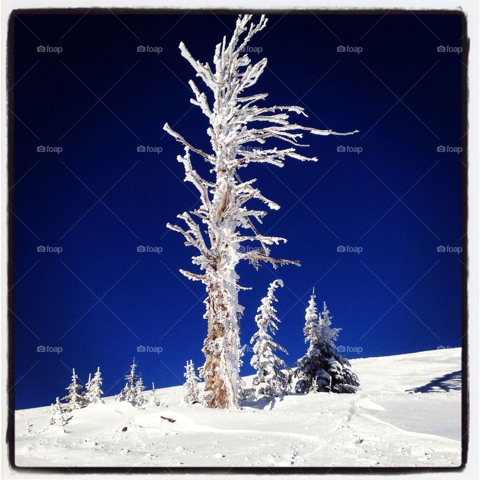 Snow tree