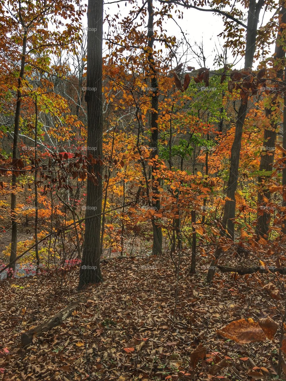 Fall colorful leaves in forest