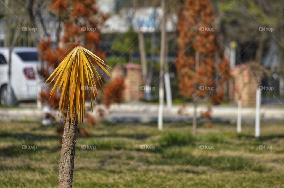 strange palm tree with drooping dry leaves