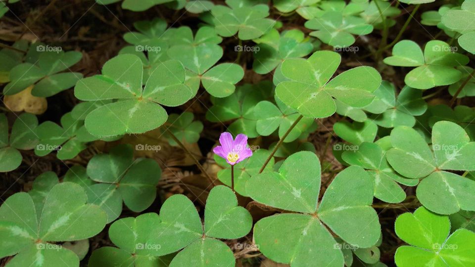 Pink and Green