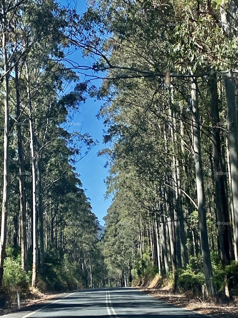 Keeping the forest in a good shape, means we are making our Mother Earth  better. 