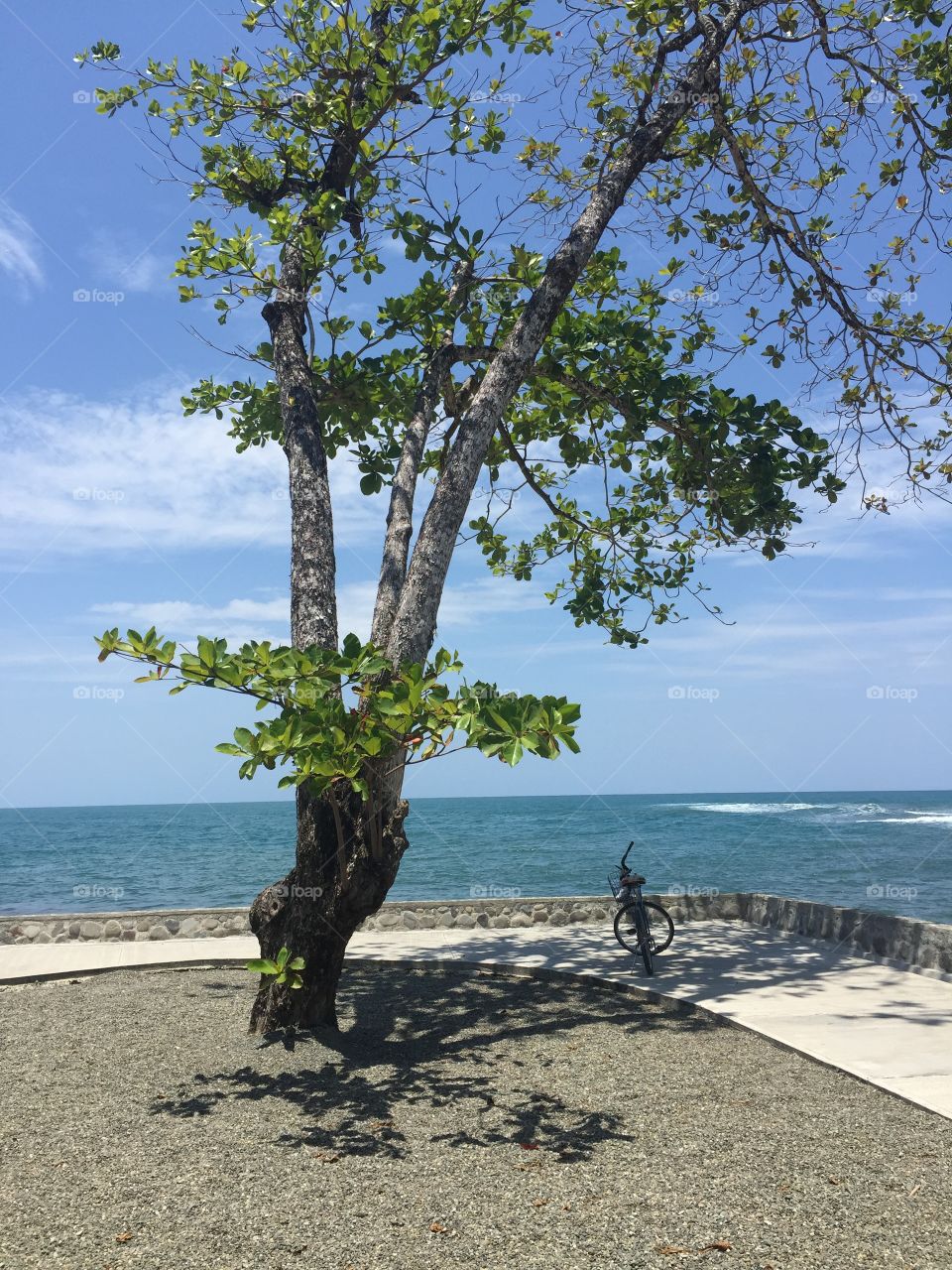 A shady spot under the shade of the green leaf tree to park your bicycle for a fantastic view of the clear calm blue water of the ocean 