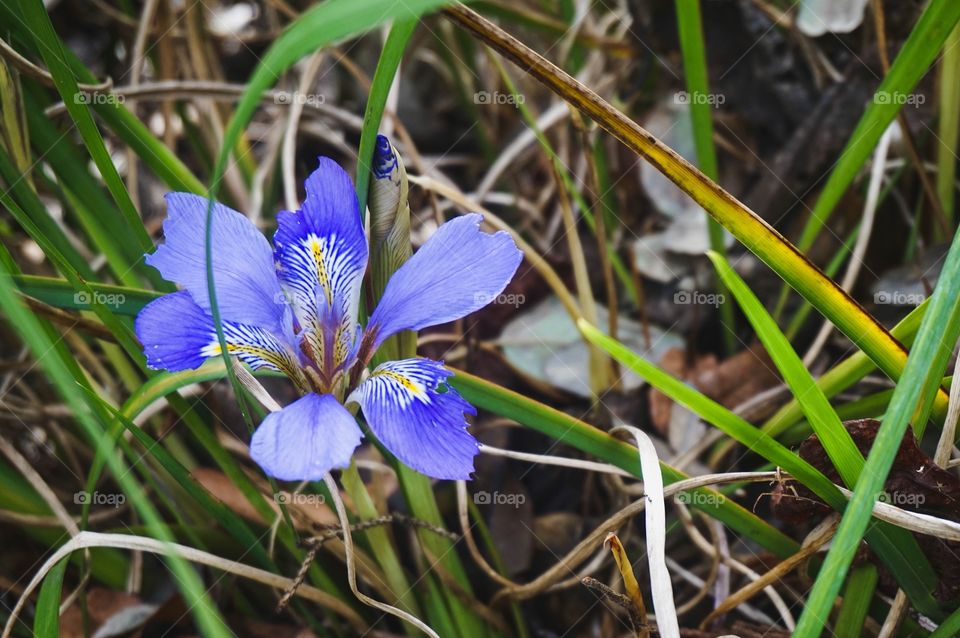 Wild imperfect blue/purple iris flower 