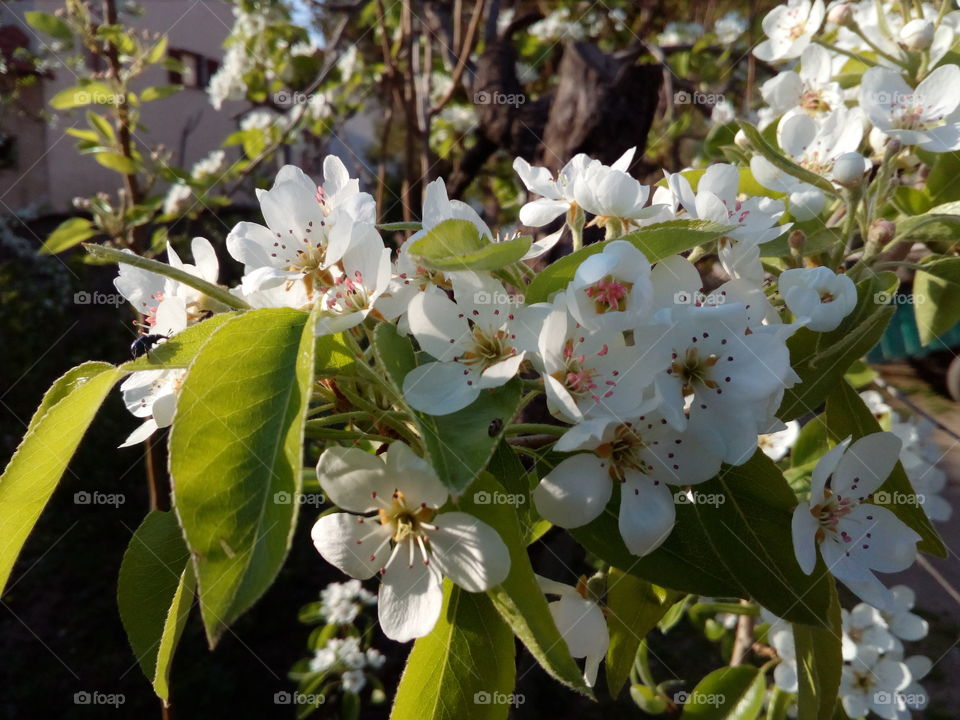 blossom pear