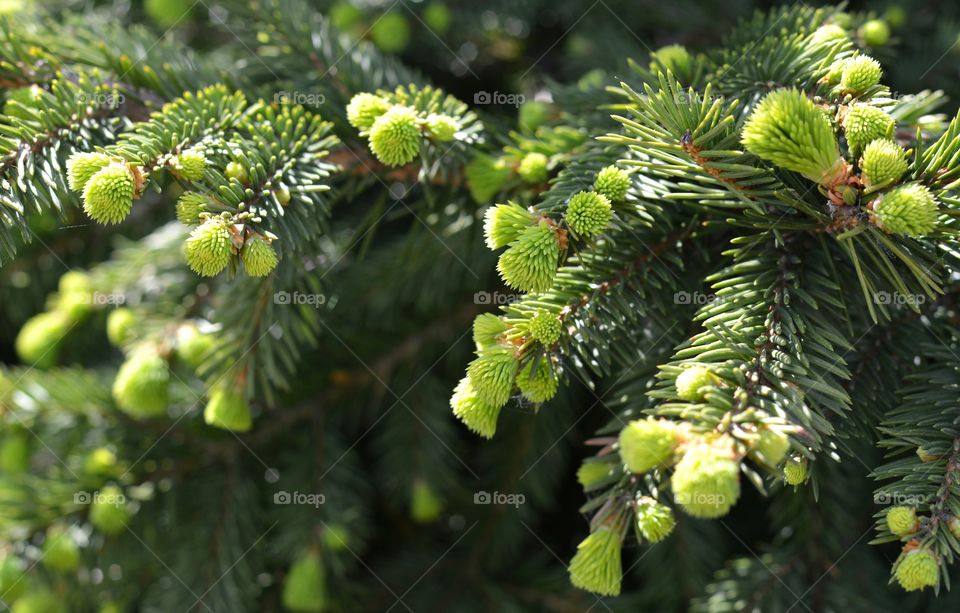 green fir branch trees beautiful texture background in the solar light spring and summer time