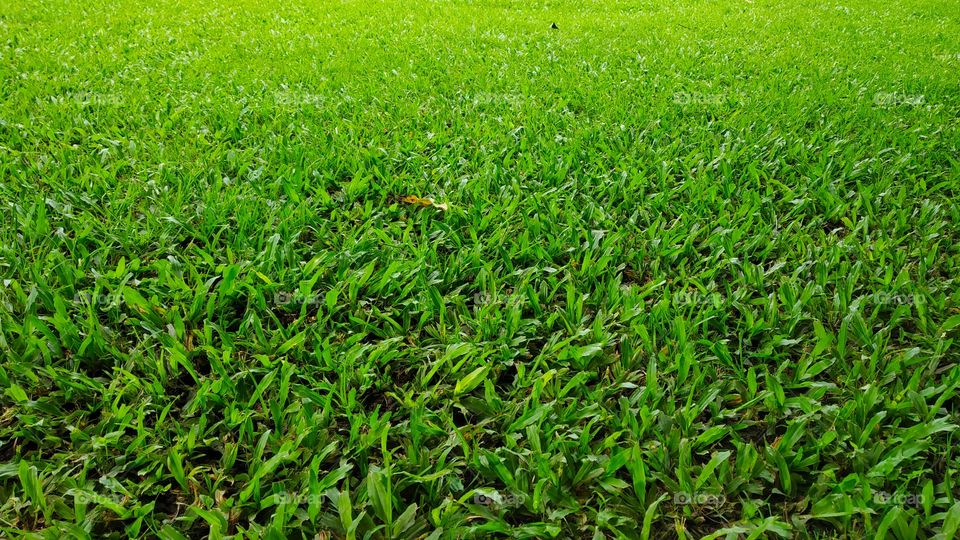 Grass Texture