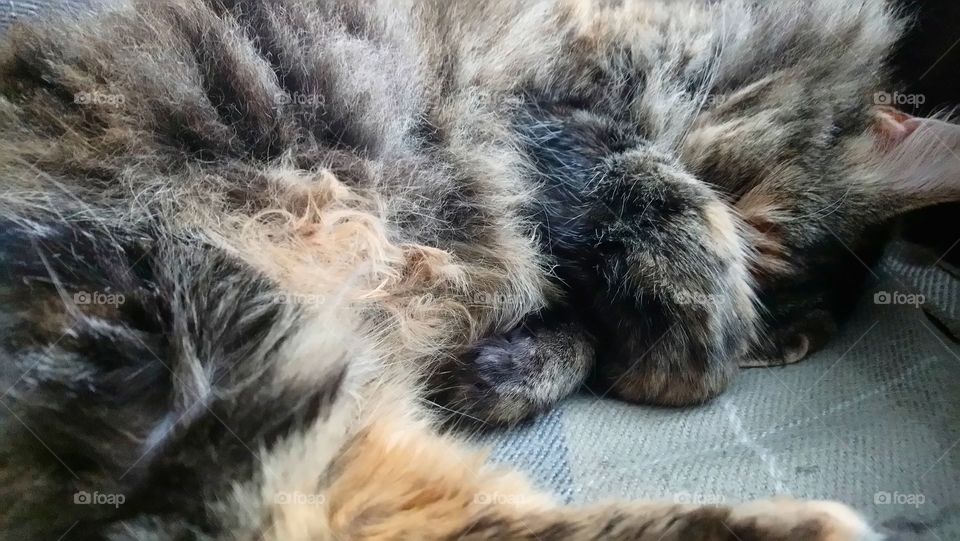Deep in a cat sleep