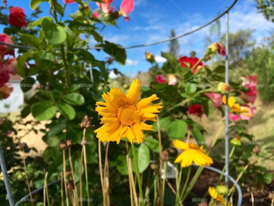 Summer Blossom