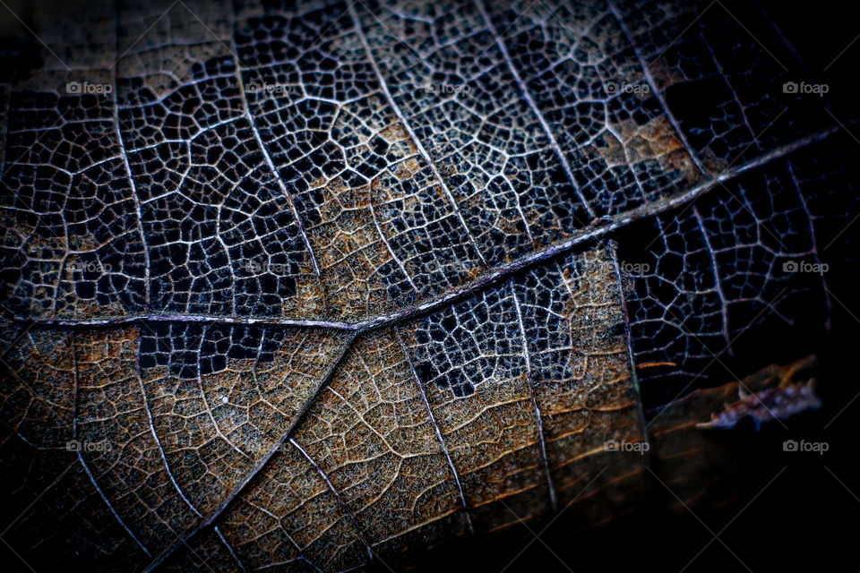 old leaf