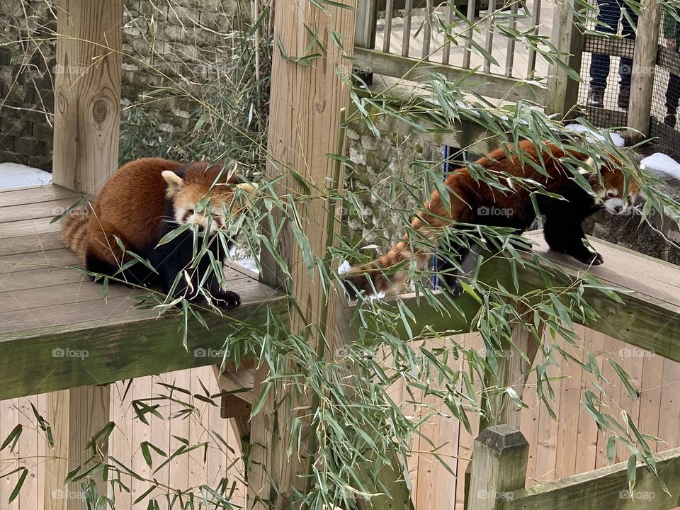 Two red pandas 