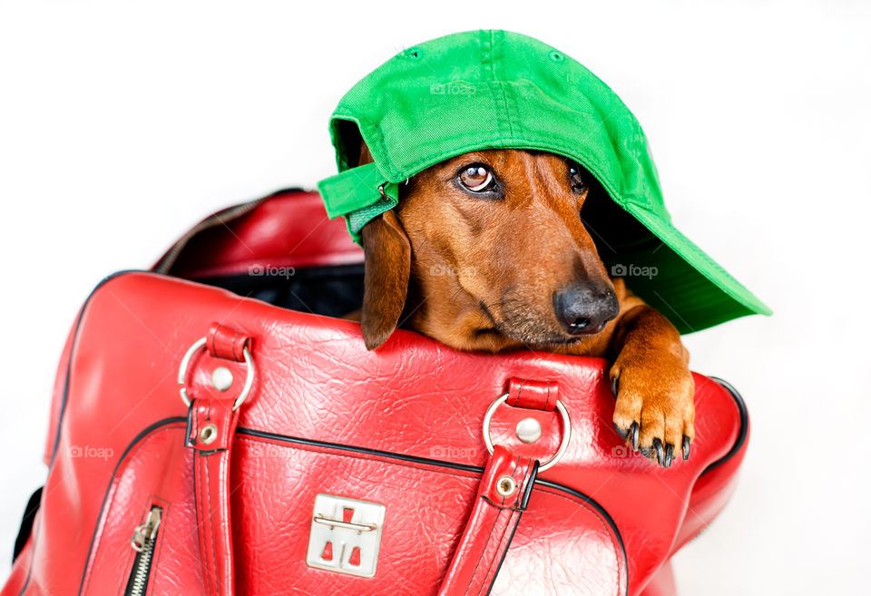 Close-up of a dog with red handbag