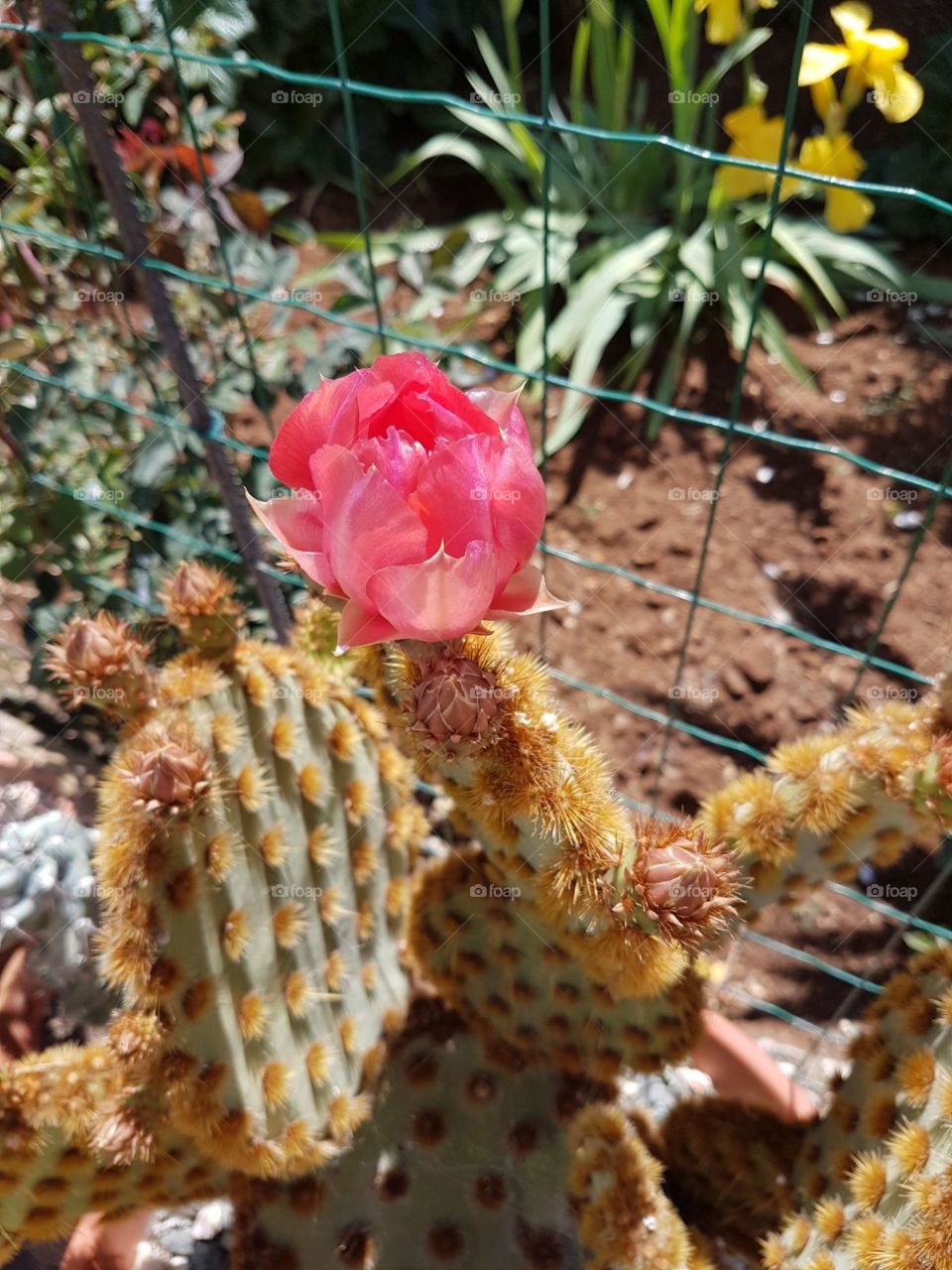 cactus