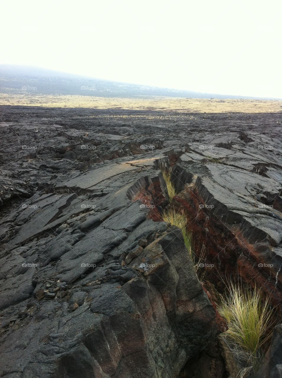 Life After Lava. Lava destroys nearly everything in it's path. It's amazing how life perseveres after such destruction.