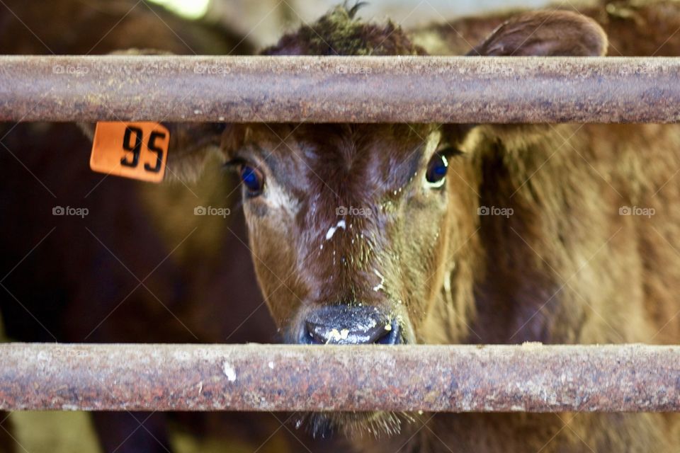 A little bottle calf peeks through an iron fence panel in an open cattle barn