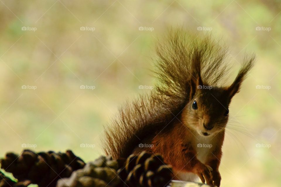 Close-up of squirrel with pinecone