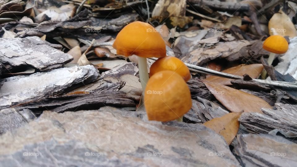 mushrooms on the rise