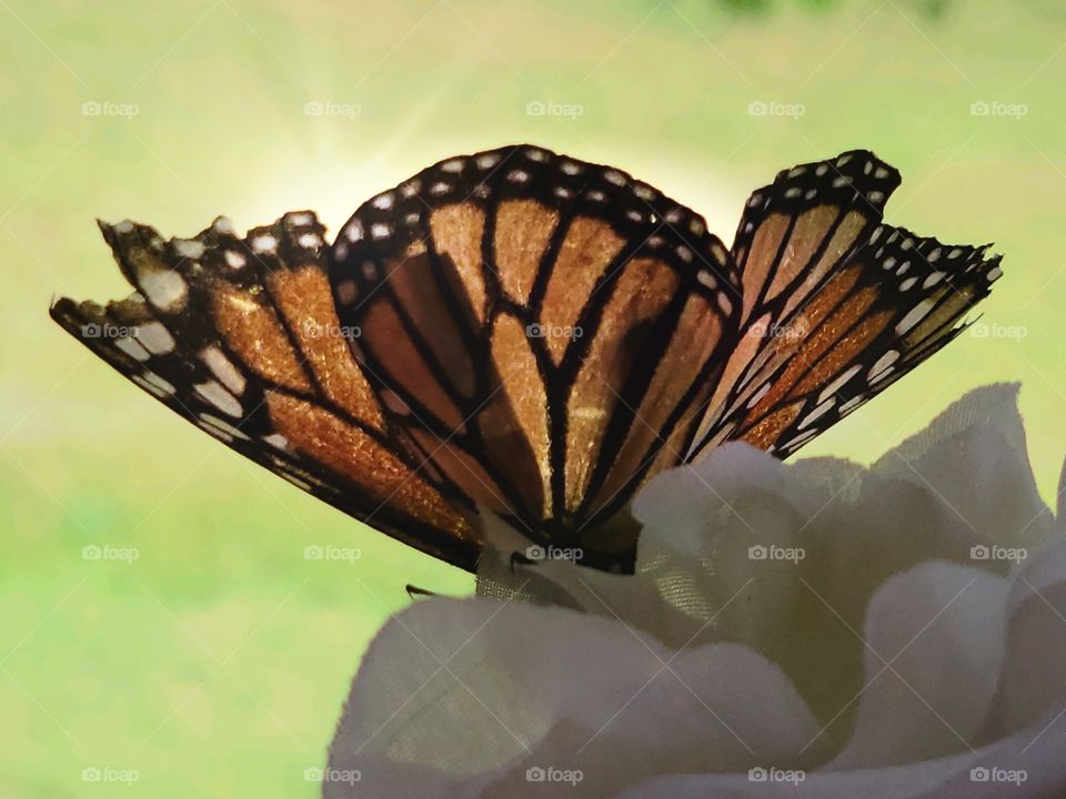 Monarch Butterfly - Mariposa Monarca