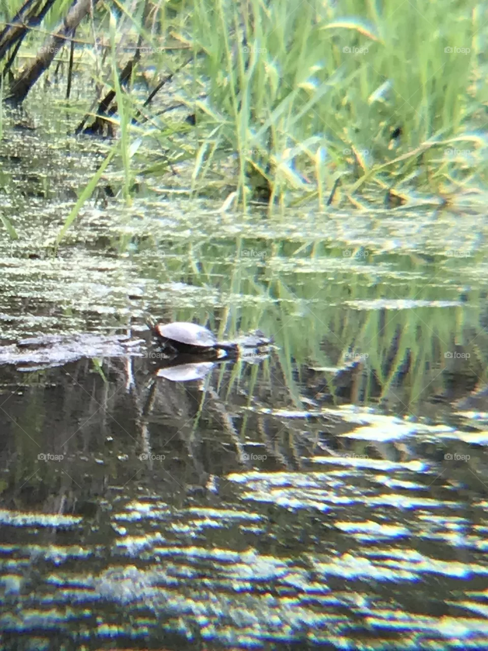 Turtle