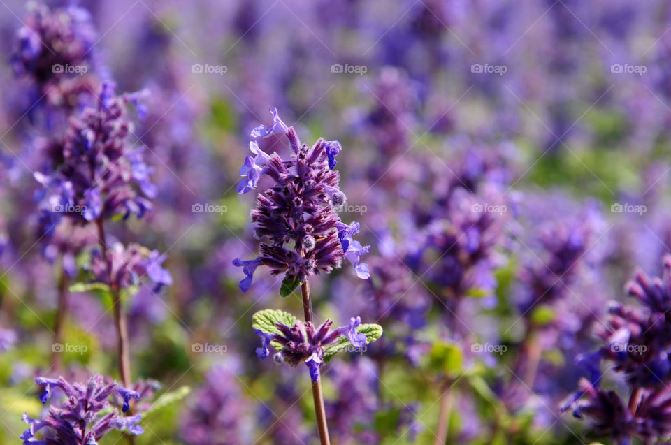 purple flowers