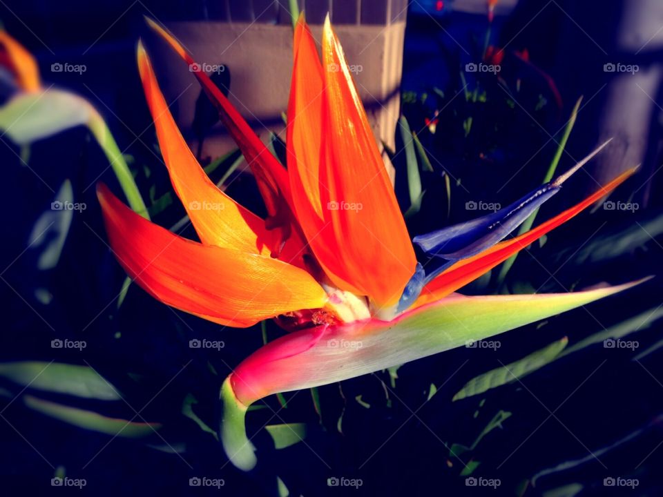 Birds of Paradise flower