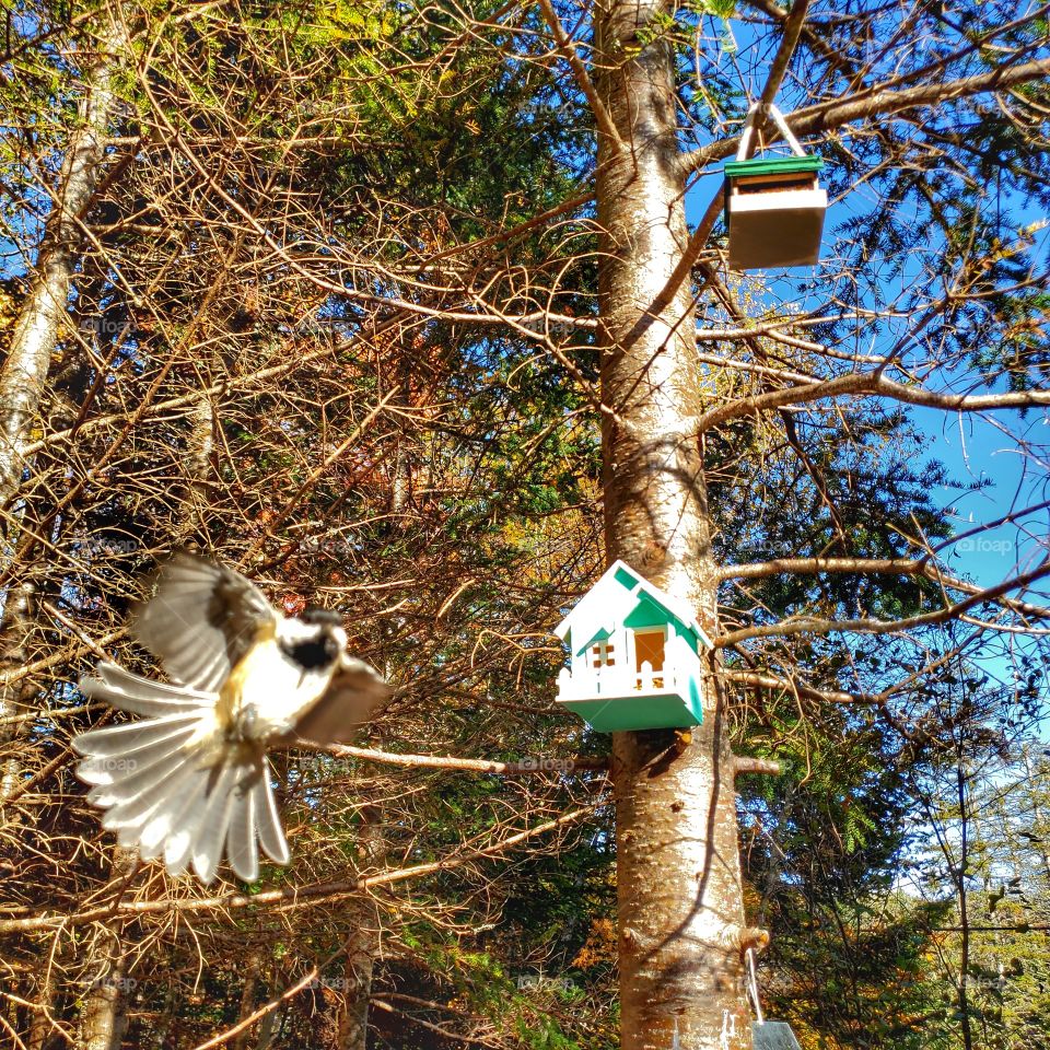 Curious chickadee