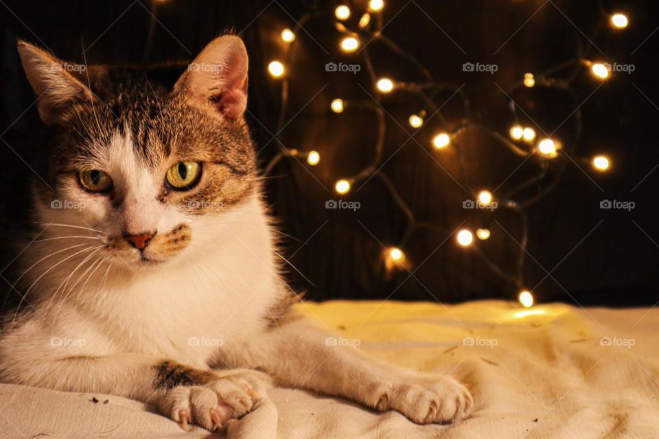 Photo session with my cat