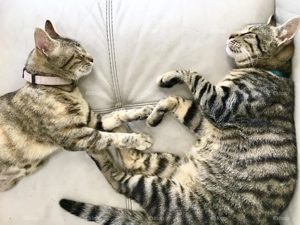Sleepy cats