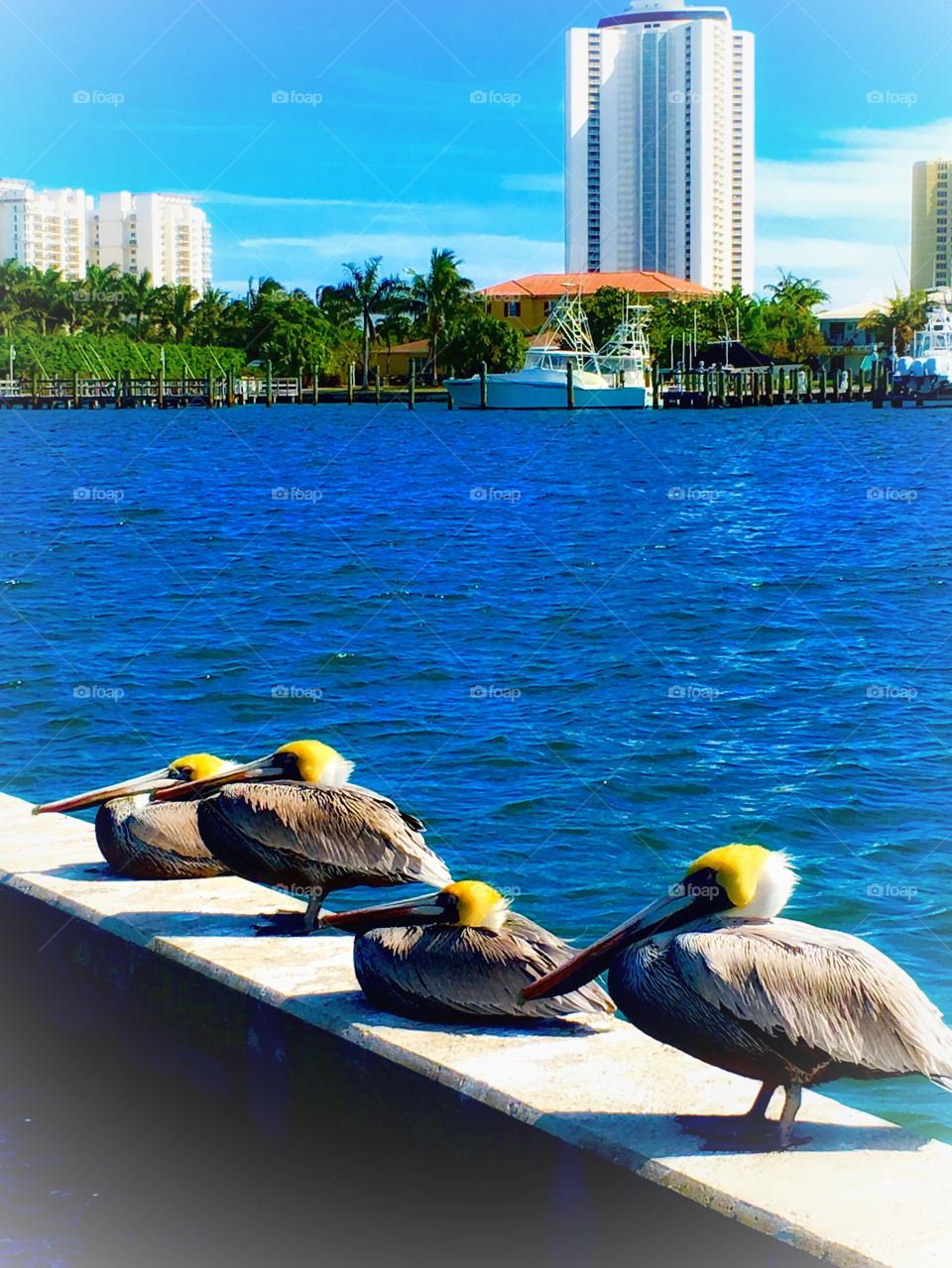 Cute Pelicans