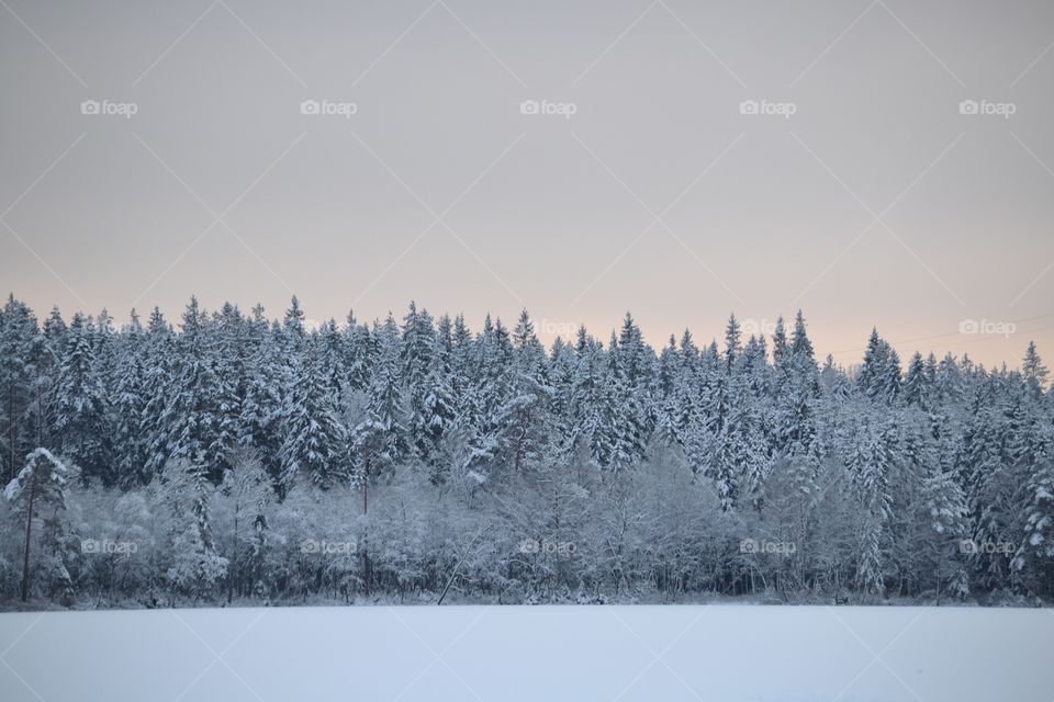 Winter landscape