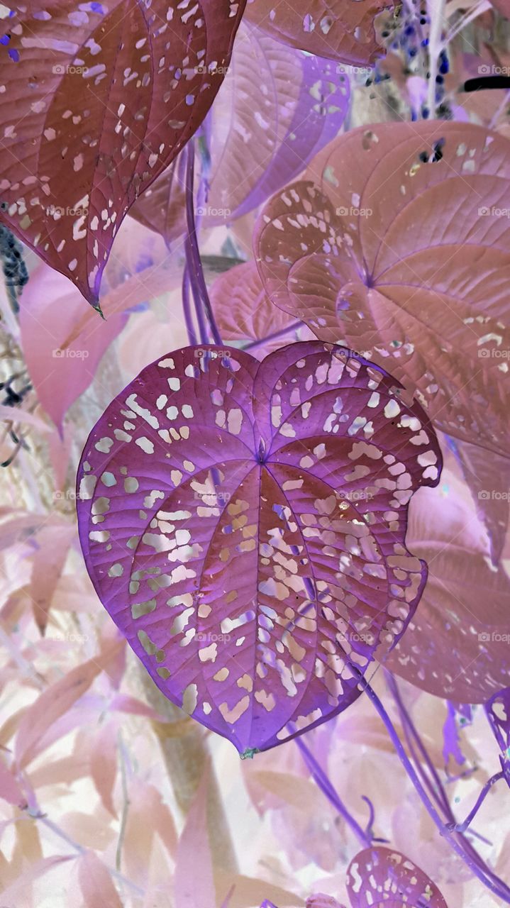 pink purple leaf