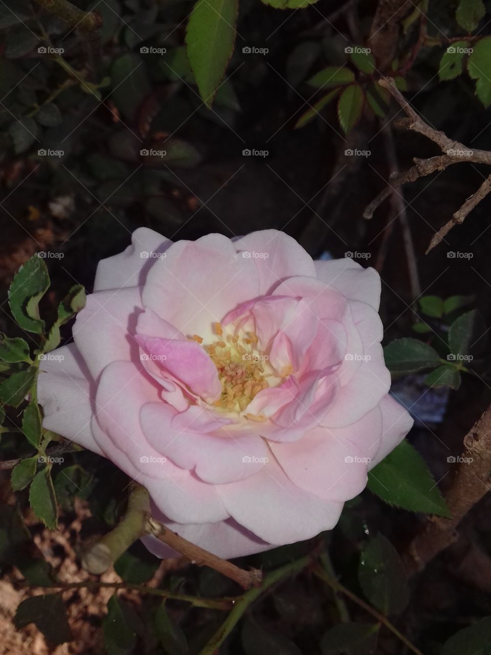 beautiful light pink rose