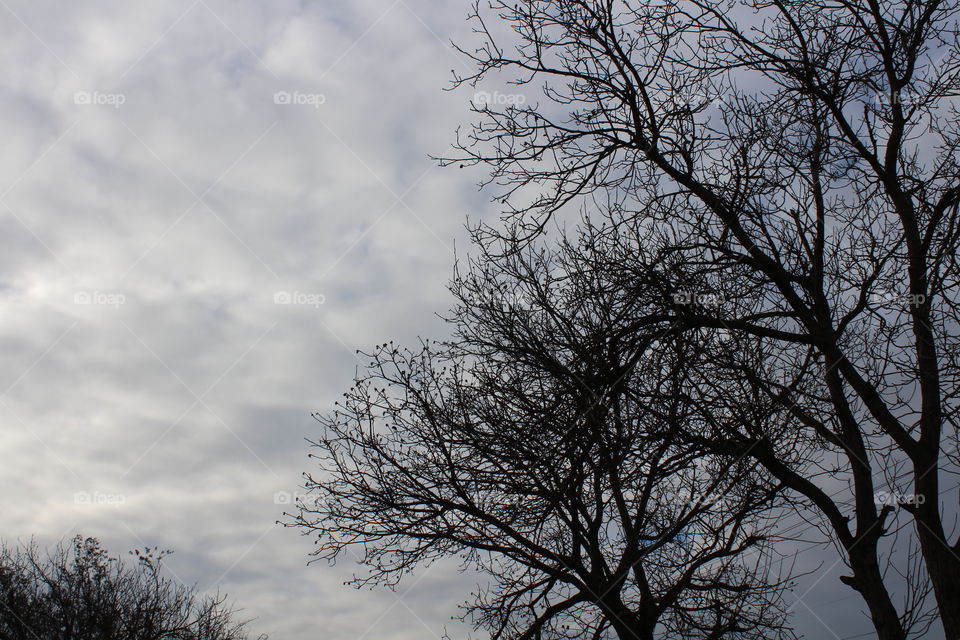 Tree silhouettes in winter