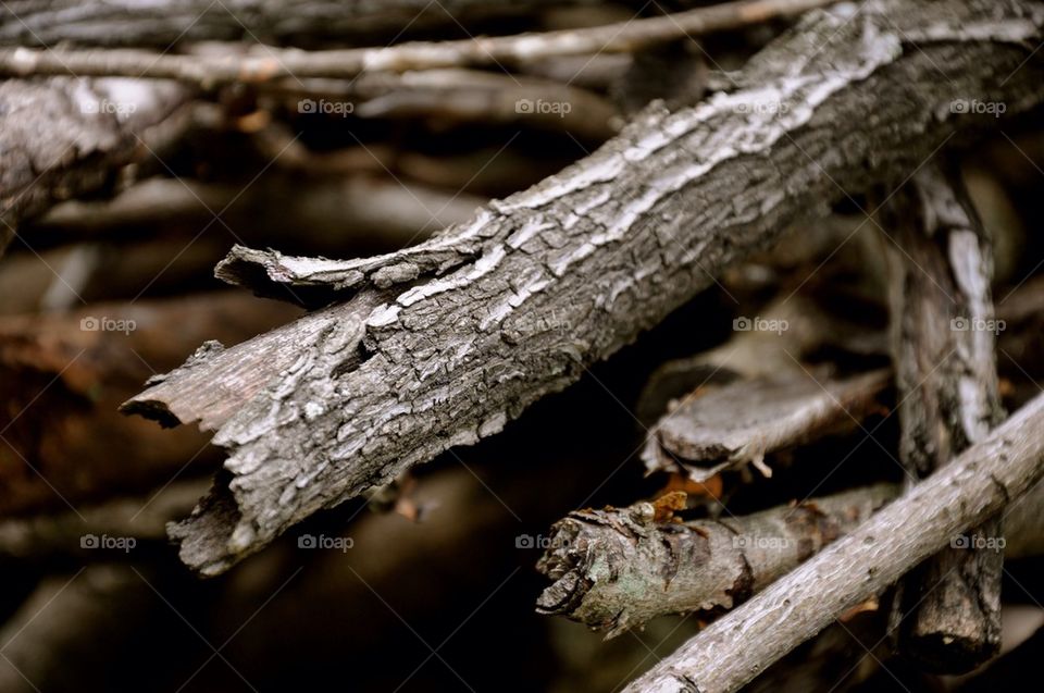 Wood branches