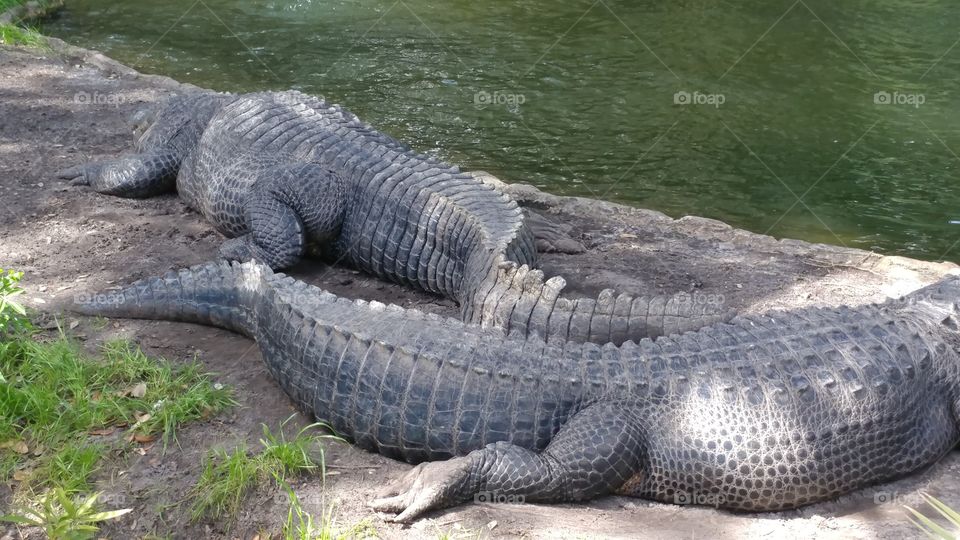 Alligators sleeping