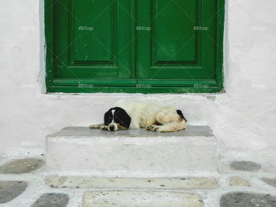 Dog sleeping on a front door step in Mykonos