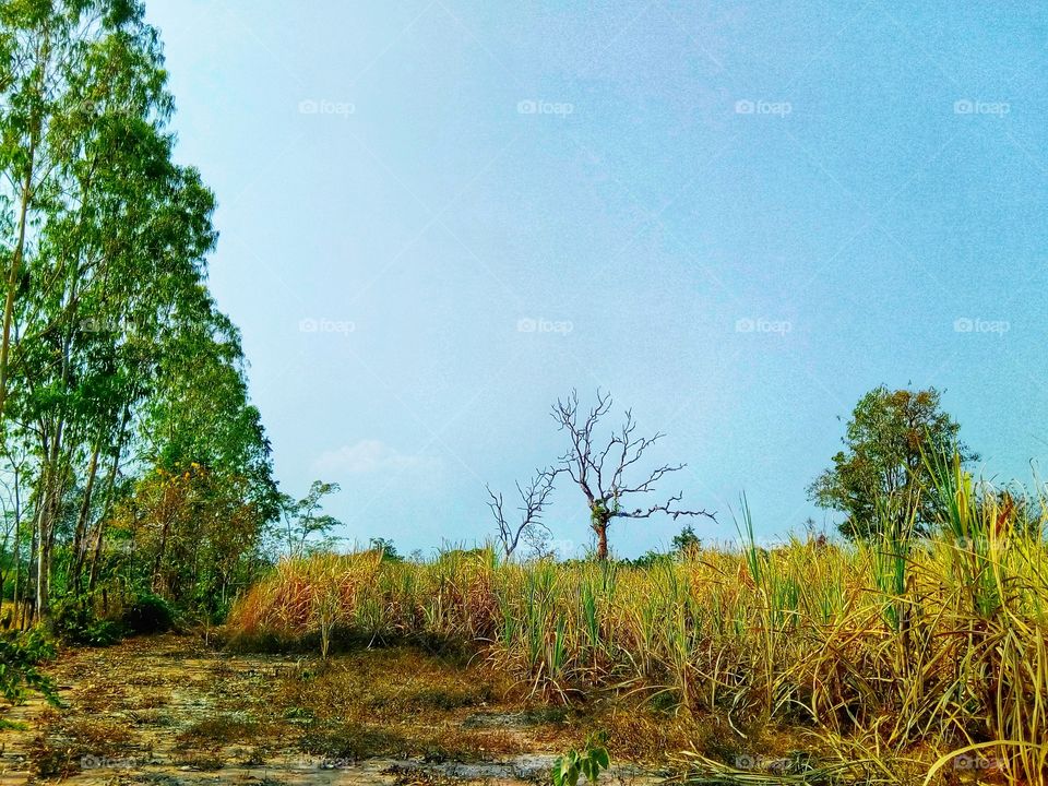 Dry, arid trees ,tree ,sky